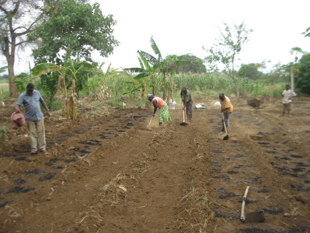 P family adding rice hull charcoal to earth basins