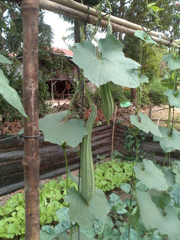 NT family gourds 2013 01 19