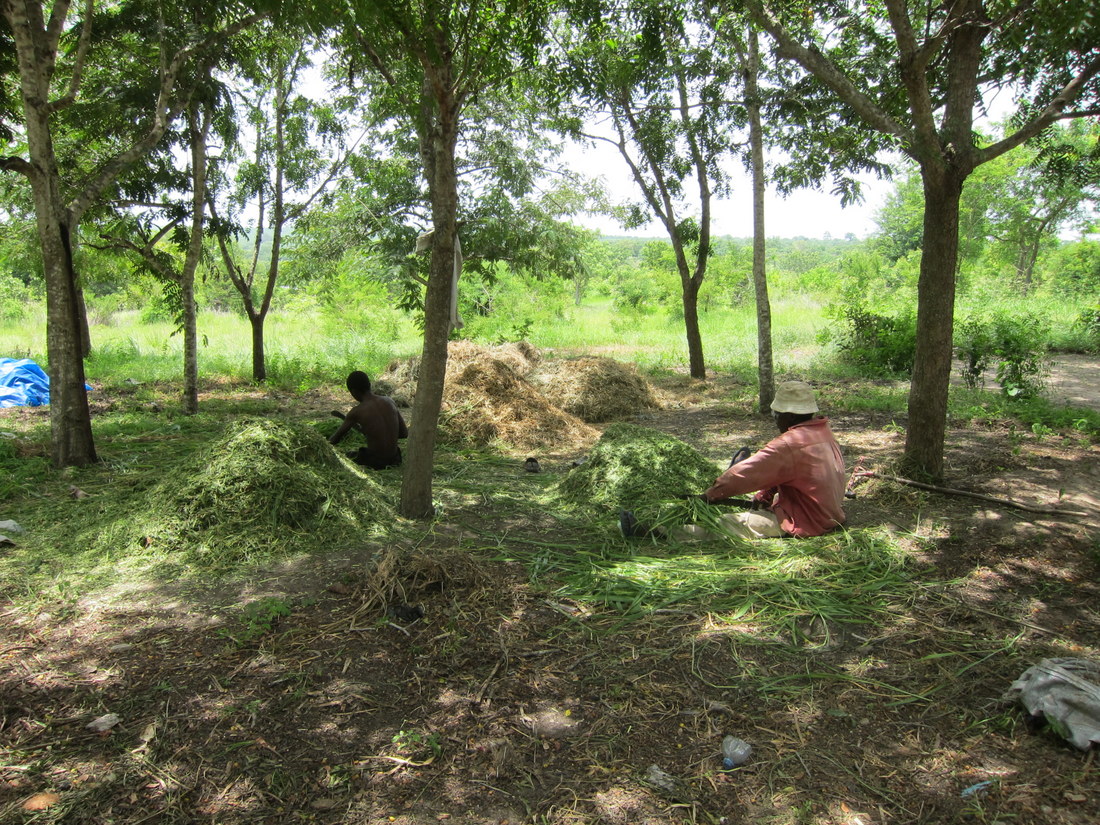 Chopping green and brown leaves and grasses