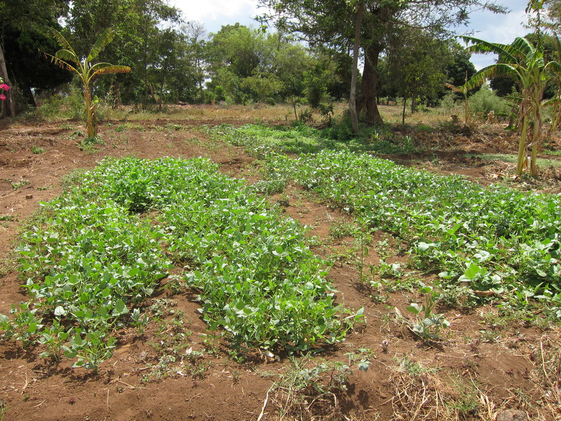 P family garden 3 March 2013