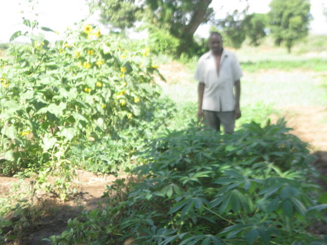 GI standing near his cassava and sunflower beds