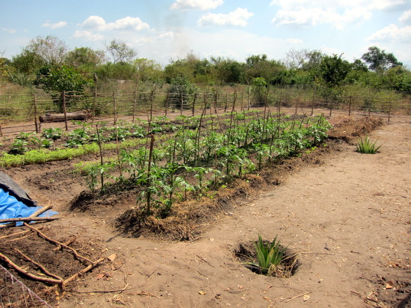 AM garden after 1 month