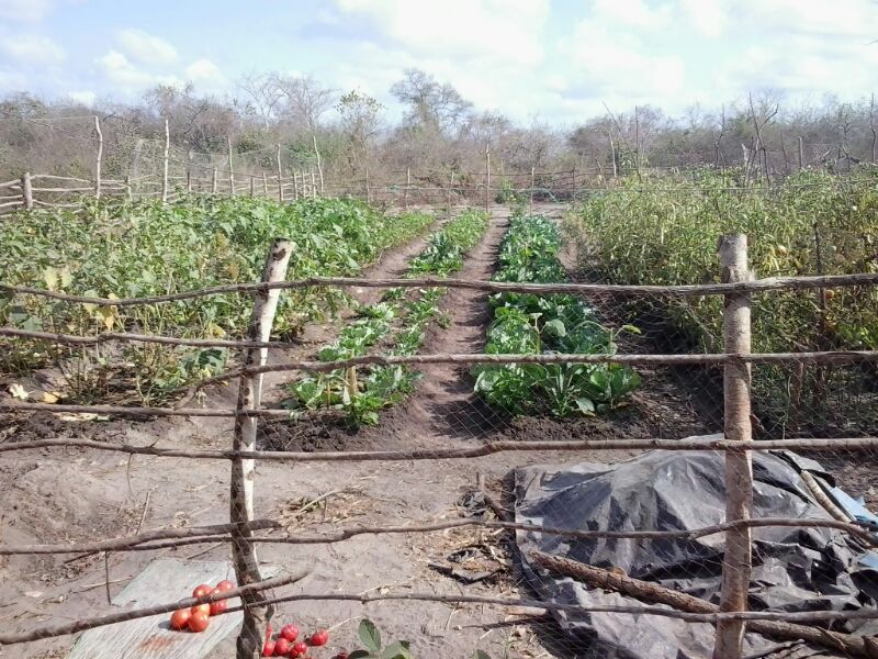 AM's garden with tomatoes and compost