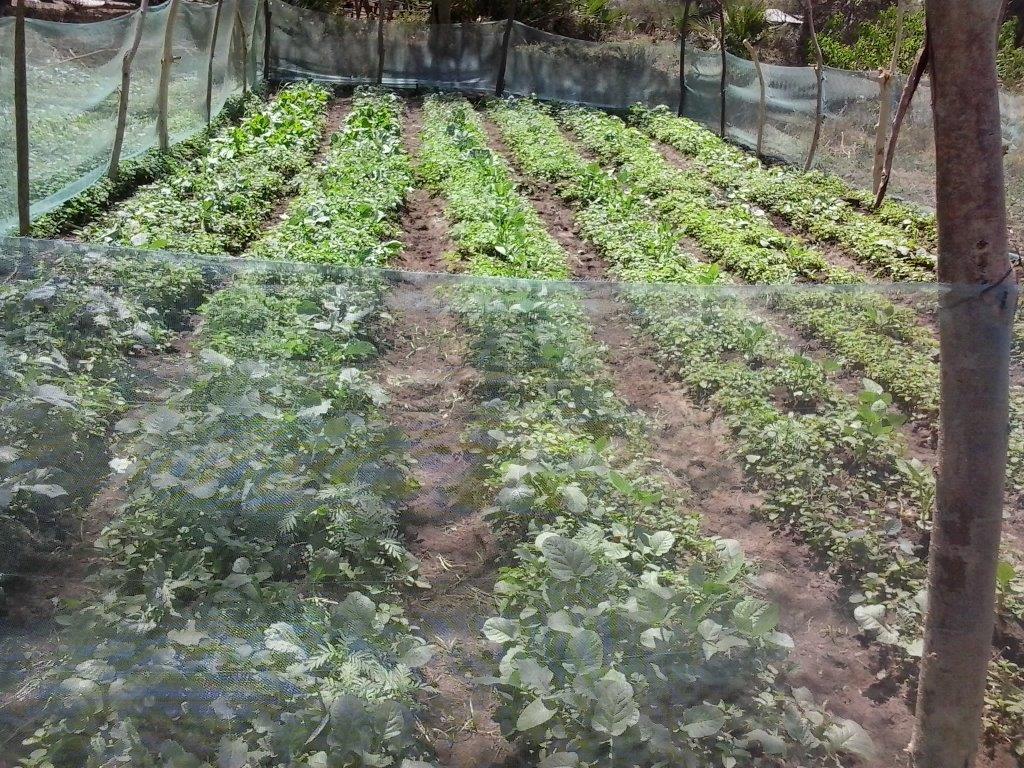 2012-01-05 Mlay garden