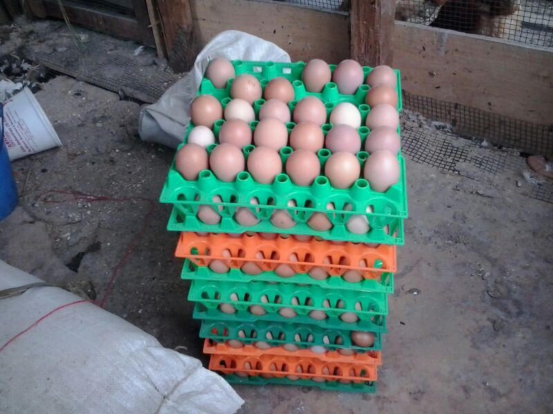 Almost 300 eggs ready to be taken to Utete.