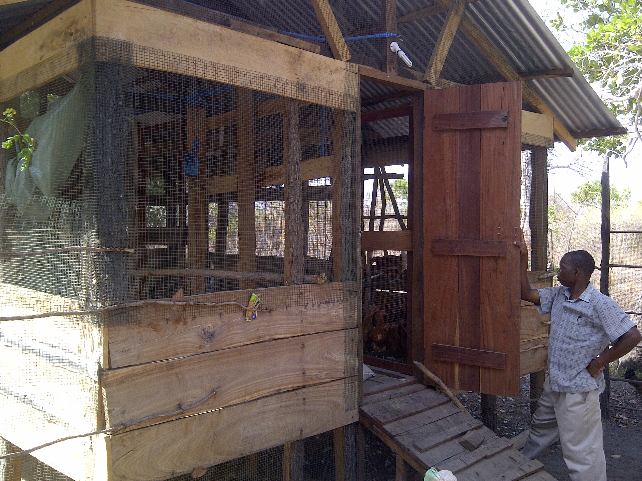 A group member inspecting the chickens and banda before feeding time.