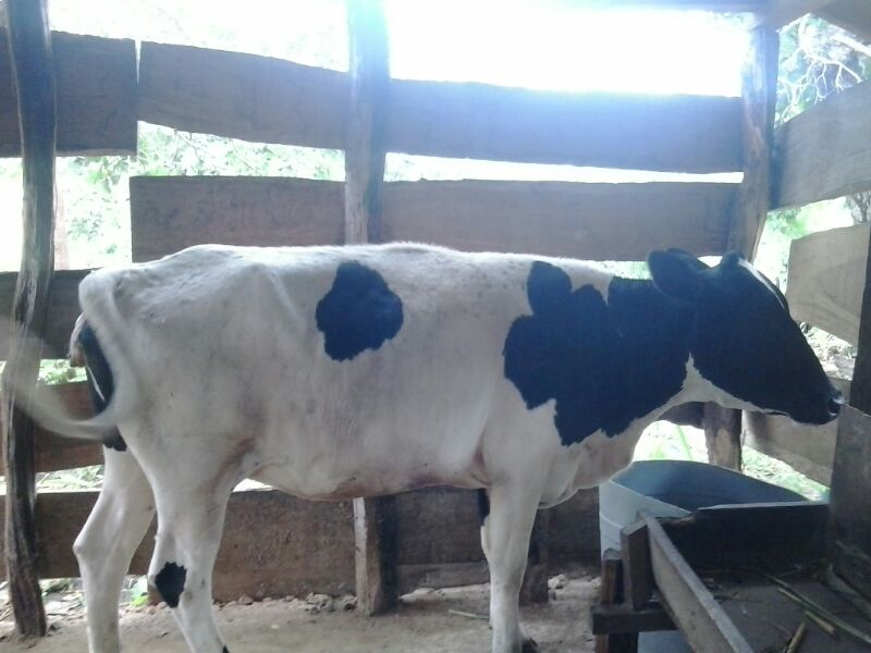 The MMM family cow.