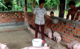 Pig business gives income to family 2