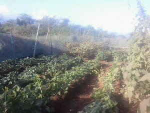 The BMC Family's Garden.