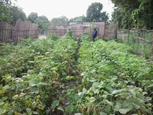 The RKM family garden during the dry season in January.