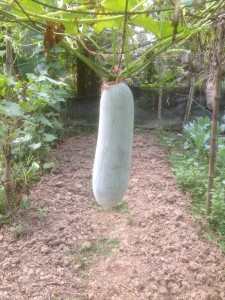 Gi-Pheng-gourd