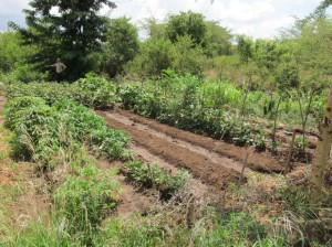 The original family garden, March 2013.