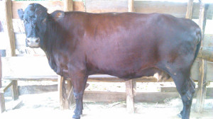 1020 Mamas Cow