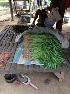 morning glory harvest 600