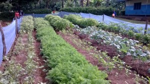 The garden at Mkyashi Primary School.