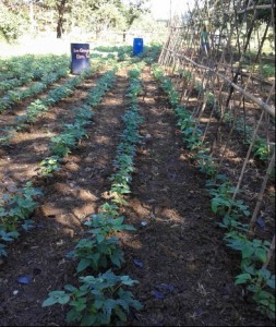 San Gregorio string beans