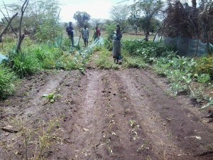 Family Garden on September 28, after chickens made problems.