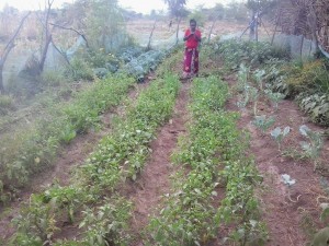 Family Garden on September 7.