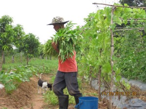 weun harvesting 600