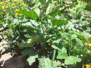 Organic eggplant