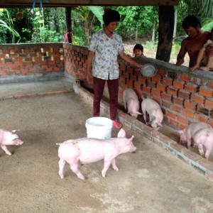 Pig business gives income to family