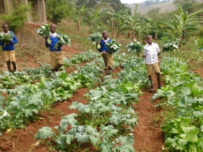 mukibogoye harvest