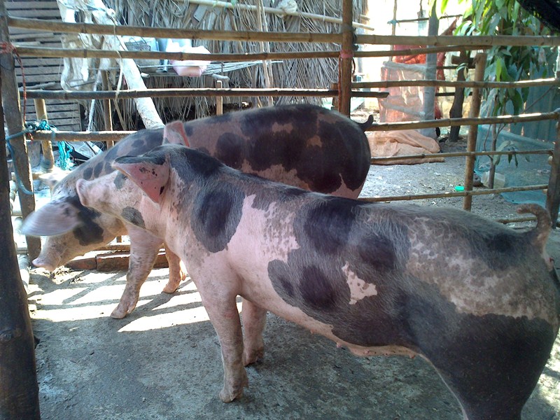 Pigs for Khmer New Year celebrations