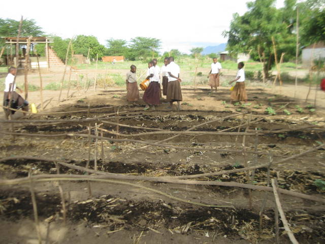 Students at Kisangasangeni Primary building shade for young seedlings and adding compost to the beds