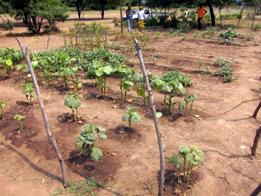 Kisangasangeni garden after flood 201306