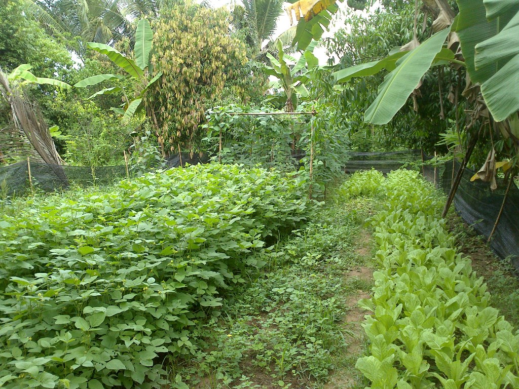 YY garden 201306