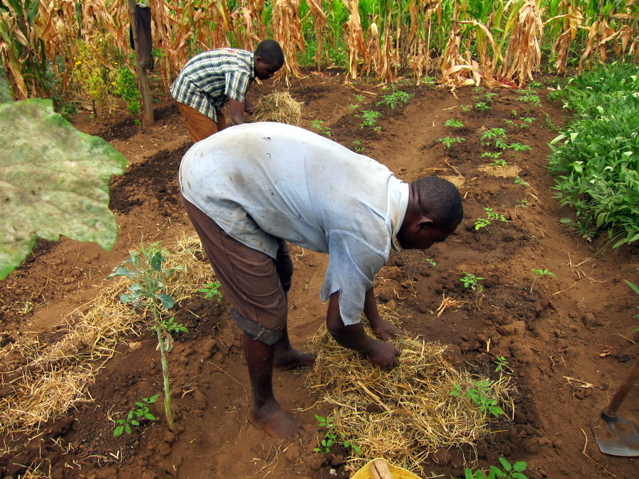 Chuwa putting mulch on his garden