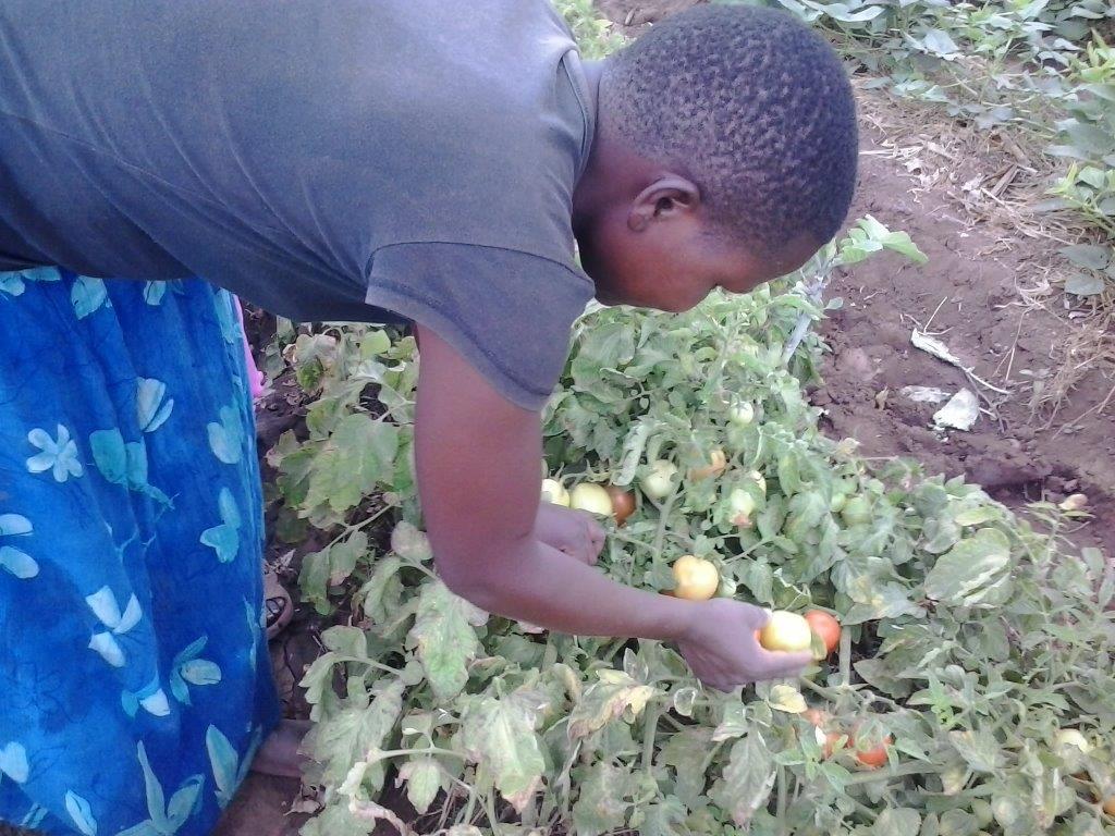 MC's wife harvesting tomatoes from their garden