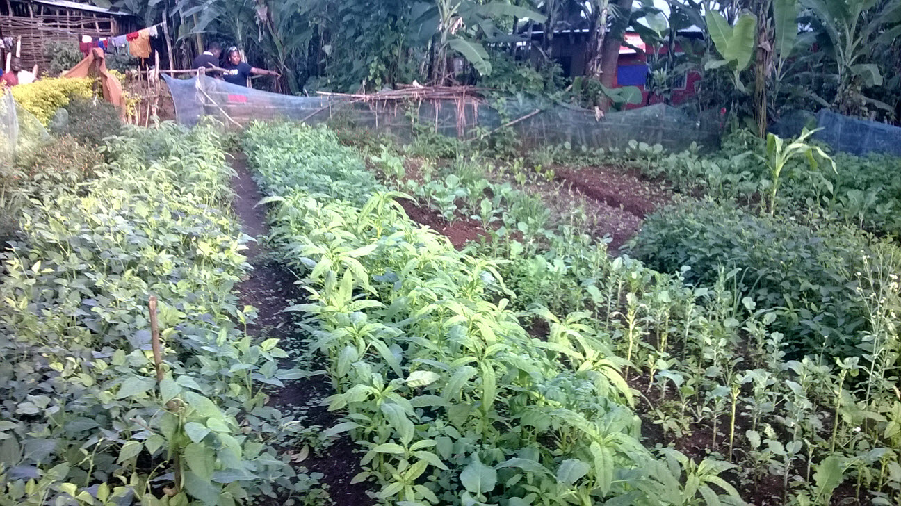 The Msaranga family garden.