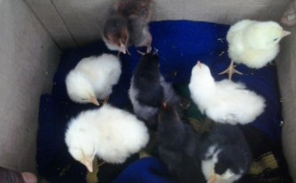 The MGT family's new chicks.