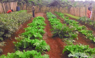 mukibogoye primary school garden