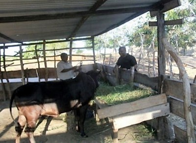 Parmiters-August-2012-Cow (2)