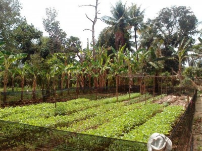 Phaing Kie garden