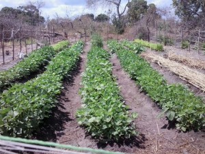 MHK family garden