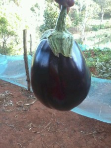 Fresh eggplant from the BMM family garden.