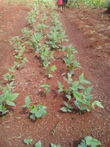 A bed of cowpeas, intended to provide food for the family while also putting nitrogen back into the soil.