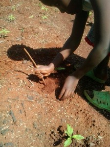 One of the ART children putting new seeds in the ground.