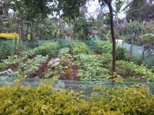 EOR family organic vegetable garden.