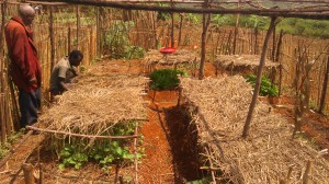 Nursery with shading for seedlings.