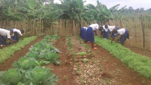 Primary school students harvesting.