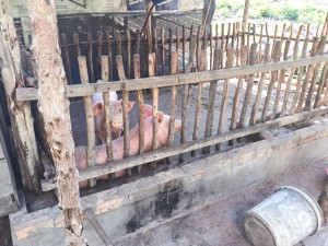 CWC pigs and pig shed