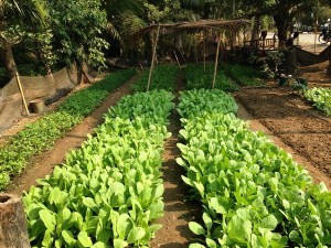 Savan's FAITH organic vegetable garden