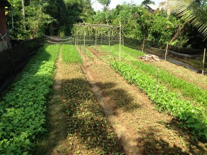 NSV FAITH organic vegetable garden relay planted