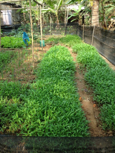 SYP's organic vegetable garden Jan 2016