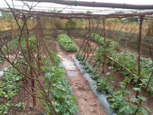 KN vegetable garden