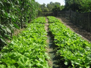OCH organic vegetable garden